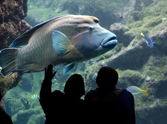 Océanopolis à Brest