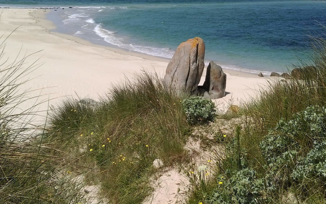 La pêche à pied à marée basse